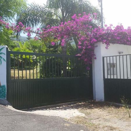 Finca Las Palmeras Icod De Los Vinos Esterno foto