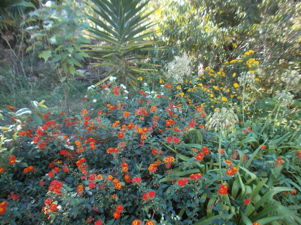 Finca Las Palmeras Icod De Los Vinos Camera foto