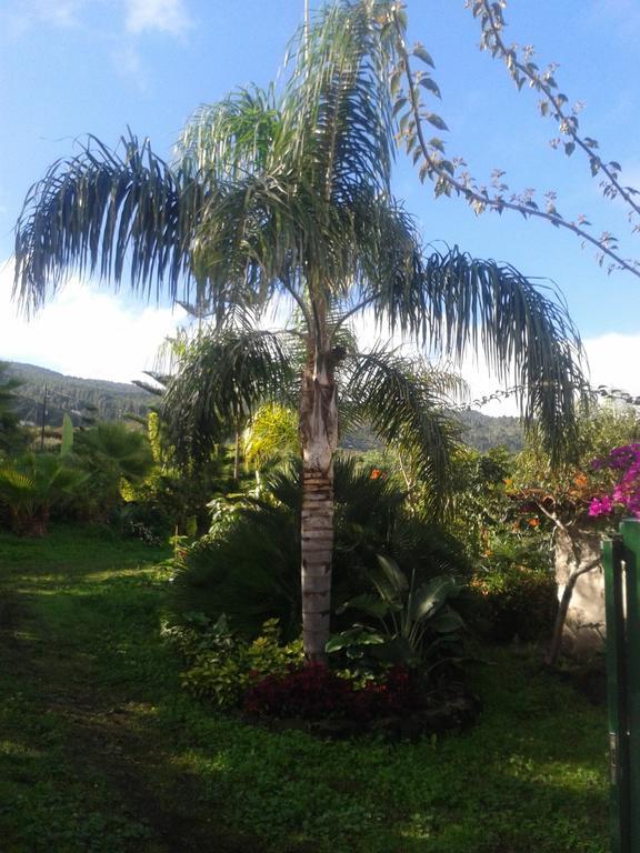 Finca Las Palmeras Icod De Los Vinos Camera foto