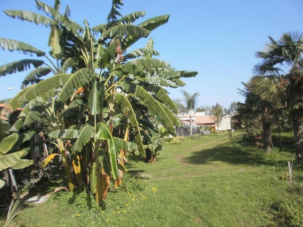 Finca Las Palmeras Icod De Los Vinos Camera foto