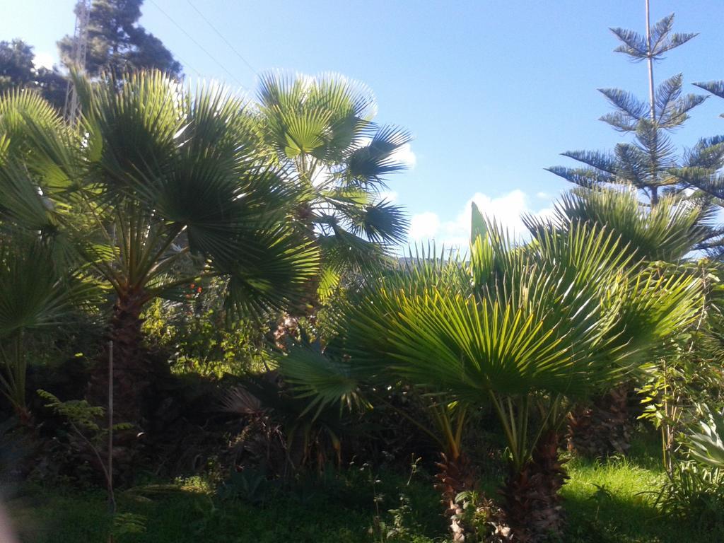 Finca Las Palmeras Icod De Los Vinos Esterno foto