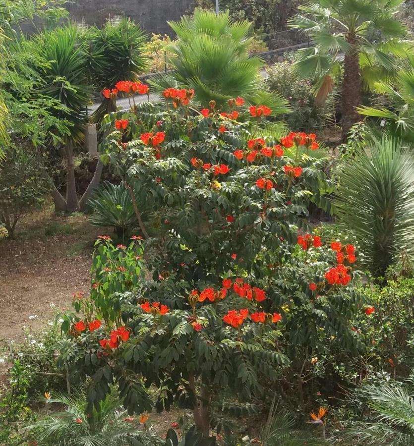 Finca Las Palmeras Icod De Los Vinos Esterno foto