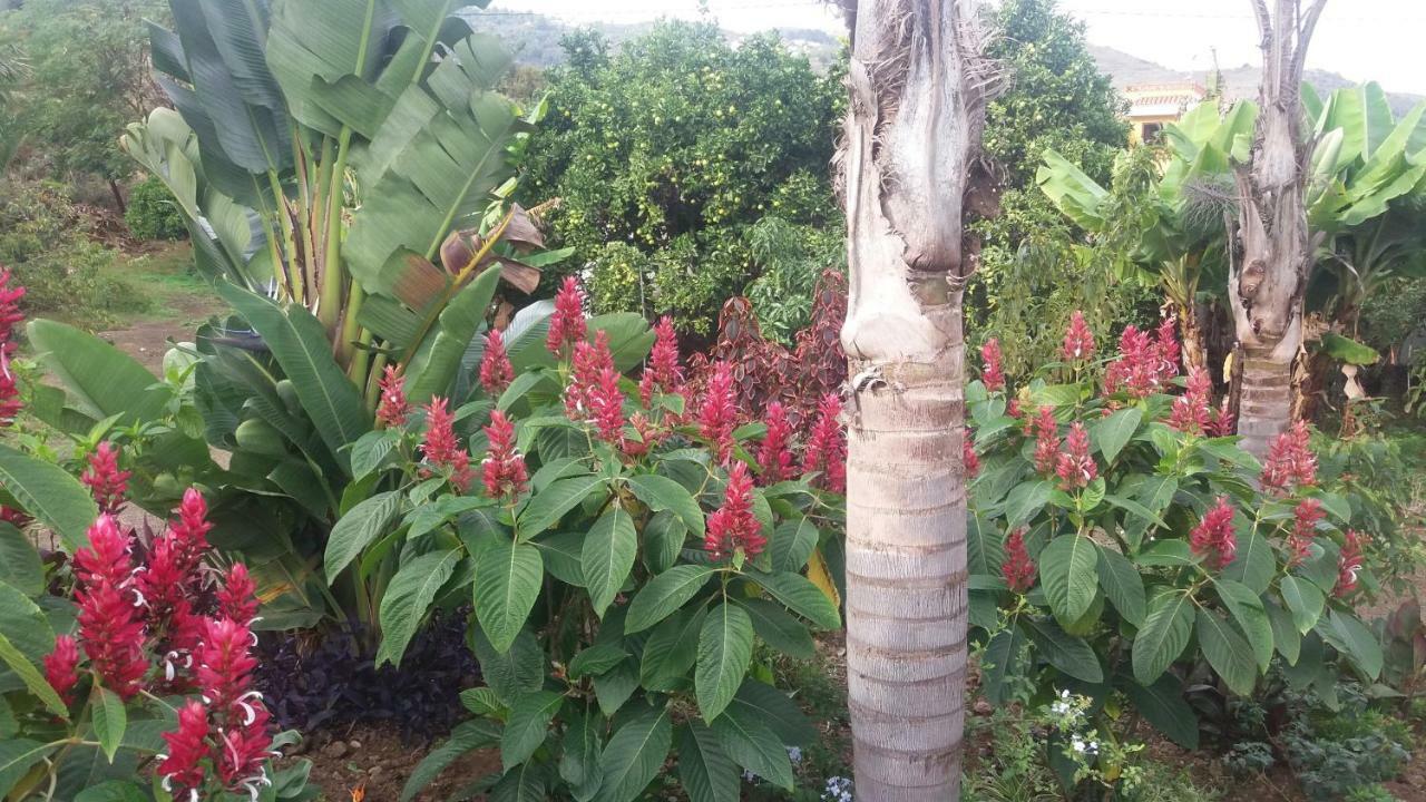 Finca Las Palmeras Icod De Los Vinos Esterno foto