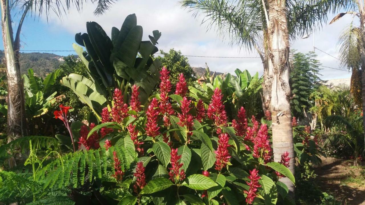 Finca Las Palmeras Icod De Los Vinos Esterno foto